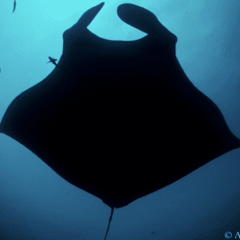 Daily Dive # 99 | All About Mantas: Part Two